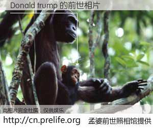 #孟婆前世照相馆# 【Donald trump 的前世相片】我们都曾从奈何桥上走过，喝下三碗忘川之水烹煮的孟婆汤，忘却了前尘旧事。孟婆前世照相馆，保存着你前世的数码相片。Donald trump 的前世相片，有图有真相：