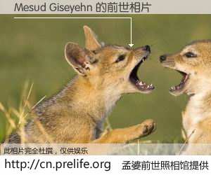 #孟婆前世照相馆# 【Mesud Giseyehn 的前世相片】我们都曾从奈何桥上走过，喝下三碗忘川之水烹煮的孟婆汤，忘却了前尘旧事。孟婆前世照相馆，保存着你前世的数码相片。Mesud Giseyehn 的前世相片，有图有真相：