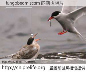#孟婆前世照相馆# 【fungabeam scam 的前世相片】我们都曾从奈何桥上走过，喝下三碗忘川之水烹煮的孟婆汤，忘却了前尘旧事。孟婆前世照相馆，保存着你前世的数码相片。fungabeam scam 的前世相片，有图有真相：