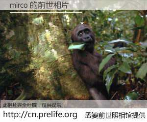 #孟婆前世照相馆# 【mirco 的前世相片】我们都曾从奈何桥上走过，喝下三碗忘川之水烹煮的孟婆汤，忘却了前尘旧事。孟婆前世照相馆，保存着你前世的数码相片。mirco 的前世相片，有图有真相：