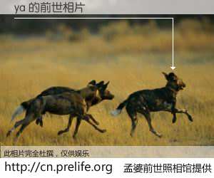 #孟婆前世照相馆# 【ya 的前世相片】我们都曾从奈何桥上走过，喝下三碗忘川之水烹煮的孟婆汤，忘却了前尘旧事。孟婆前世照相馆，保存着你前世的数码相片。ya 的前世相片，有图有真相：