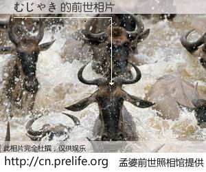 #孟婆前世照相馆# 【むじゃき 的前世相片】我们都曾从奈何桥上走过，喝下三碗忘川之水烹煮的孟婆汤，忘却了前尘旧事。孟婆前世照相馆，保存着你前世的数码相片。むじゃき 的前世相片，有图有真相：