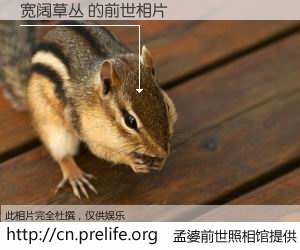 #孟婆前世照相馆# 【宽阔草丛 的前世相片】我们都曾从奈何桥上走过，喝下三碗忘川之水烹煮的孟婆汤，忘却了前尘旧事。孟婆前世照相馆，保存着你前世的数码相片。宽阔草丛 的前世相片，有图有真相：