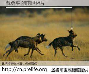 #孟婆前世照相馆# 【戴勇平 的前世相片】我们都曾从奈何桥上走过，喝下三碗忘川之水烹煮的孟婆汤，忘却了前尘旧事。孟婆前世照相馆，保存着你前世的数码相片。戴勇平 的前世相片，有图有真相：