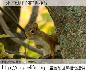 #孟婆前世照相馆# 【死了没埋 的前世相片】我们都曾从奈何桥上走过，喝下三碗忘川之水烹煮的孟婆汤，忘却了前尘旧事。孟婆前世照相馆，保存着你前世的数码相片。死了没埋 的前世相片，有图有真相：