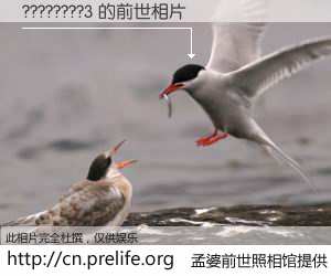 #孟婆前世照相馆# 【????????3 的前世相片】我们都曾从奈何桥上走过，喝下三碗忘川之水烹煮的孟婆汤，忘却了前尘旧事。孟婆前世照相馆，保存着你前世的数码相片。????????3 的前世相片，有图有真相：