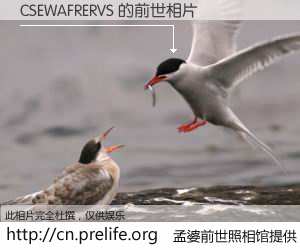 #孟婆前世照相馆# 【CSEWAFRERVS 的前世相片】我们都曾从奈何桥上走过，喝下三碗忘川之水烹煮的孟婆汤，忘却了前尘旧事。孟婆前世照相馆，保存着你前世的数码相片。CSEWAFRERVS 的前世相片，有图有真相：