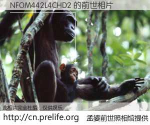 #孟婆前世照相馆# 【NFOM442L4CHD2 的前世相片】我们都曾从奈何桥上走过，喝下三碗忘川之水烹煮的孟婆汤，忘却了前尘旧事。孟婆前世照相馆，保存着你前世的数码相片。NFOM442L4CHD2 的前世相片，有图有真相：