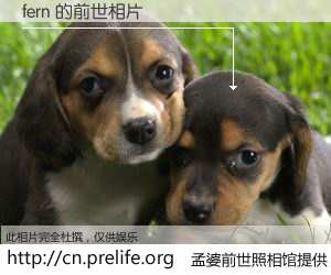 #孟婆前世照相馆# 【fern 的前世相片】我们都曾从奈何桥上走过，喝下三碗忘川之水烹煮的孟婆汤，忘却了前尘旧事。孟婆前世照相馆，保存着你前世的数码相片。fern 的前世相片，有图有真相：
