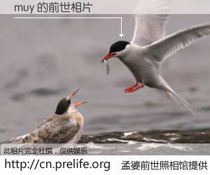 #孟婆前世照相馆# 【muy 的前世相片】我们都曾从奈何桥上走过，喝下三碗忘川之水烹煮的孟婆汤，忘却了前尘旧事。孟婆前世照相馆，保存着你前世的数码相片。muy 的前世相片，有图有真相：