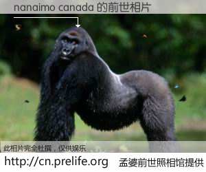 #孟婆前世照相馆# 【nanaimo canada 的前世相片】我们都曾从奈何桥上走过，喝下三碗忘川之水烹煮的孟婆汤，忘却了前尘旧事。孟婆前世照相馆，保存着你前世的数码相片。nanaimo canada 的前世相片，有图有真相：