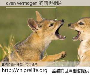 #孟婆前世照相馆# 【oven vermogen 的前世相片】我们都曾从奈何桥上走过，喝下三碗忘川之水烹煮的孟婆汤，忘却了前尘旧事。孟婆前世照相馆，保存着你前世的数码相片。oven vermogen 的前世相片，有图有真相：
