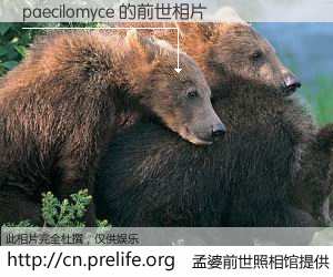 #孟婆前世照相馆# 【paecilomyce 的前世相片】我们都曾从奈何桥上走过，喝下三碗忘川之水烹煮的孟婆汤，忘却了前尘旧事。孟婆前世照相馆，保存着你前世的数码相片。paecilomyce 的前世相片，有图有真相：