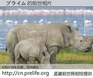 #孟婆前世照相馆# 【プライム 的前世相片】我们都曾从奈何桥上走过，喝下三碗忘川之水烹煮的孟婆汤，忘却了前尘旧事。孟婆前世照相馆，保存着你前世的数码相片。プライム 的前世相片，有图有真相：