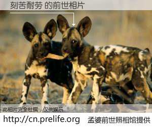 #孟婆前世照相馆# 【刻苦耐劳 的前世相片】我们都曾从奈何桥上走过，喝下三碗忘川之水烹煮的孟婆汤，忘却了前尘旧事。孟婆前世照相馆，保存着你前世的数码相片。刻苦耐劳 的前世相片，有图有真相：