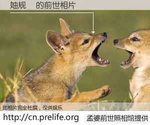 #孟婆前世照相馆# 【妯规槑 的前世相片】我们都曾从奈何桥上走过，喝下三碗忘川之水烹煮的孟婆汤，忘却了前尘旧事。孟婆前世照相馆，保存着你前世的数码相片。妯规槑 的前世相片，有图有真相：