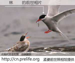 #孟婆前世照相馆# 【簡林寶貴 的前世相片】我们都曾从奈何桥上走过，喝下三碗忘川之水烹煮的孟婆汤，忘却了前尘旧事。孟婆前世照相馆，保存着你前世的数码相片。簡林寶貴 的前世相片，有图有真相：
