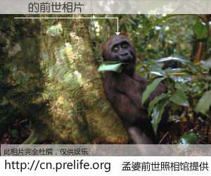 #孟婆前世照相馆# 【醜 的前世相片】我们都曾从奈何桥上走过，喝下三碗忘川之水烹煮的孟婆汤，忘却了前尘旧事。孟婆前世照相馆，保存着你前世的数码相片。醜 的前世相片，有图有真相：