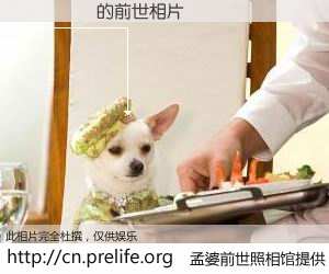 #孟婆前世照相馆# 【카우버거 的前世相片】我们都曾从奈何桥上走过，喝下三碗忘川之水烹煮的孟婆汤，忘却了前尘旧事。孟婆前世照相馆，保存着你前世的数码相片。카우버거 的前世相片，有图有真相：